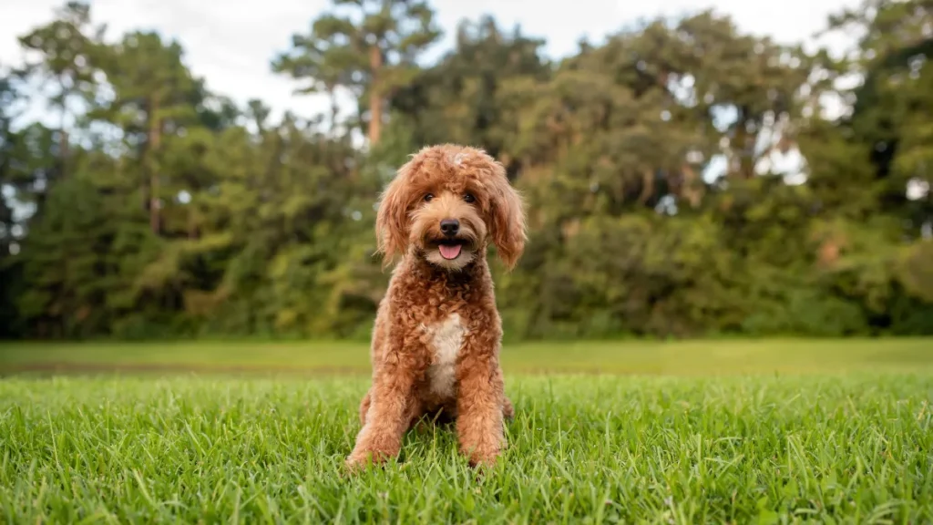 mini labradoodle