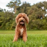 Discover the Irresistible Mini Labradoodle: Small Size, Big Personality